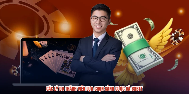 Các lý do thành viên lựa chọn sảnh cược gà 8XBET Các lý do thành viên lựa chọn sảnh cược gà 8XBET